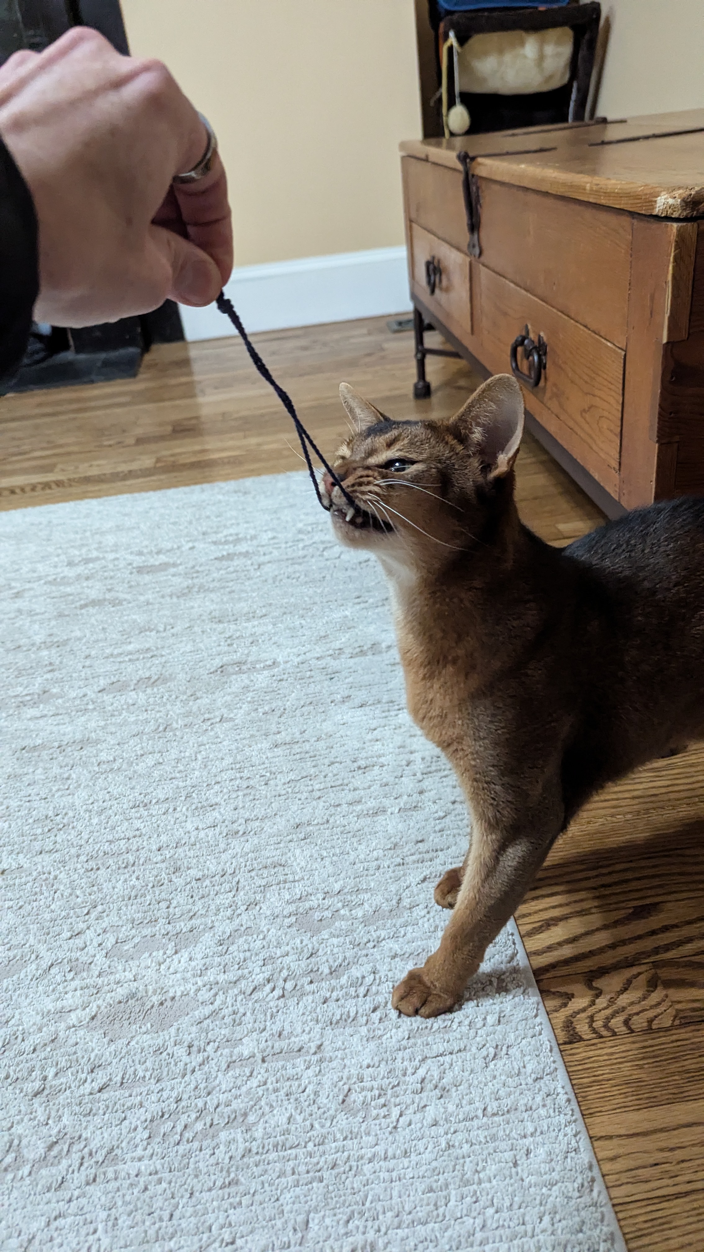 Cat playing with string on the couch